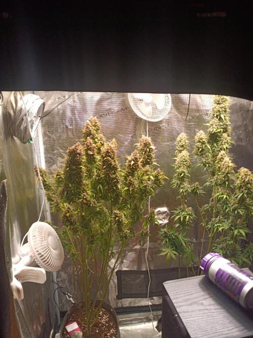 Blackberry Gas Auto🐒Gen. ATAMI Contest. Week 11