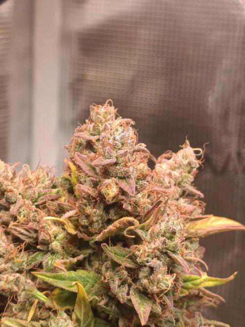 Blackberry Gas Auto🐒Gen. ATAMI Contest. Week 11