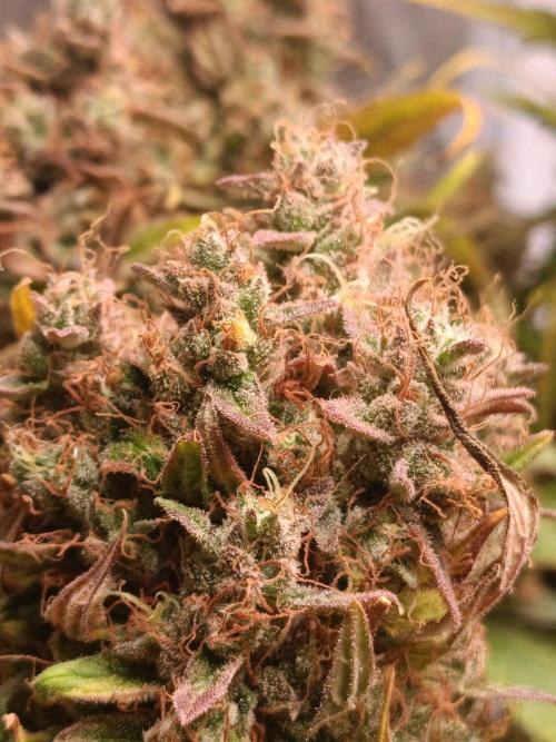 Blackberry Gas Auto🐒Gen. ATAMI Contest. Week 11