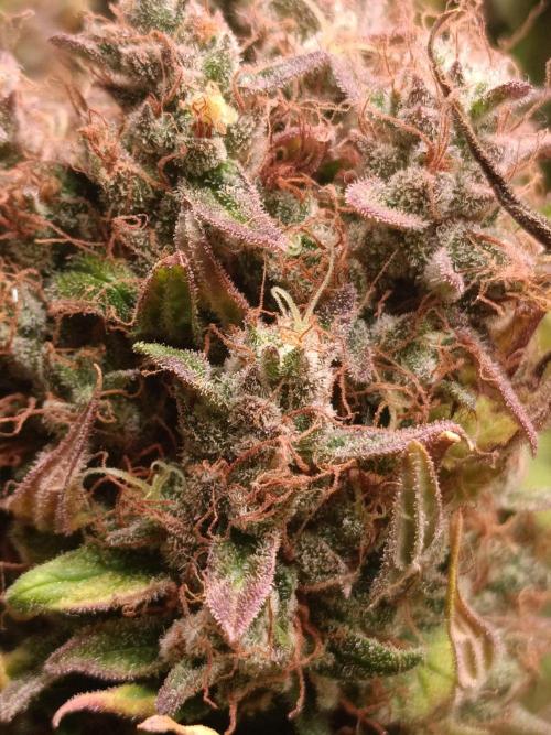 Blackberry Gas Auto🐒Gen. ATAMI Contest. Week 11