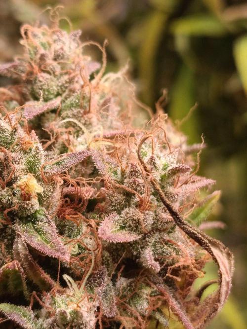 Blackberry Gas Auto🐒Gen. ATAMI Contest. Week 11