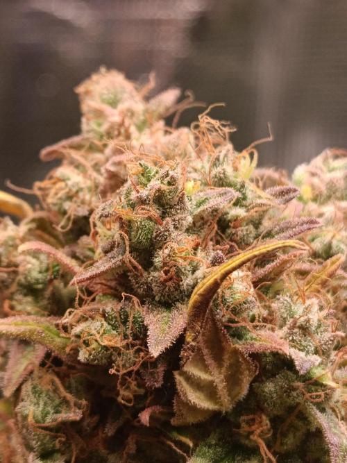 Blackberry Gas Auto🐒Gen. ATAMI Contest. Week 11