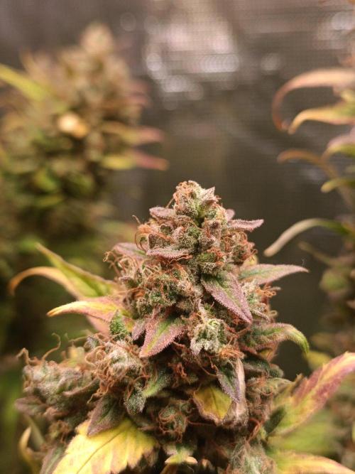 Blackberry Gas Auto🐒Gen. ATAMI Contest. Week 11