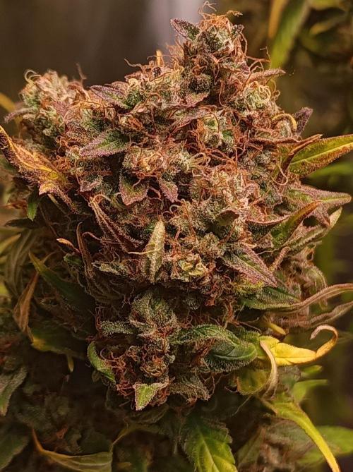 Blackberry Gas Auto🐒Gen. ATAMI Contest. Week 11
