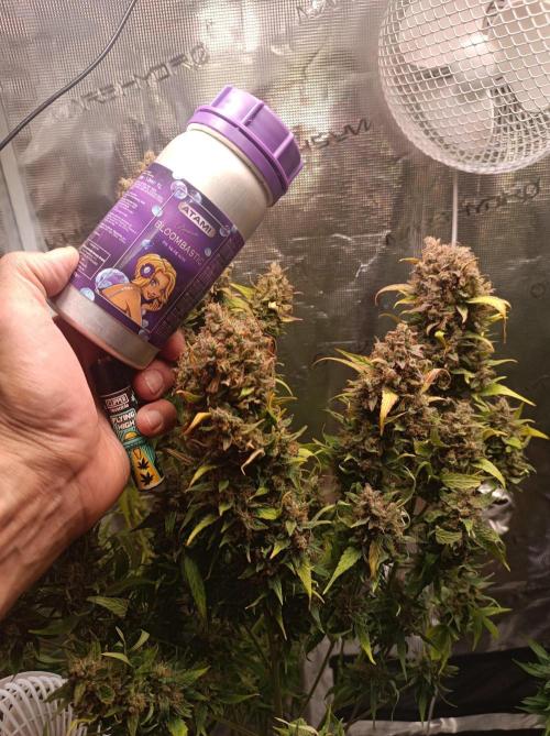 Blackberry Gas Auto🐒Gen. ATAMI Contest. Week 11