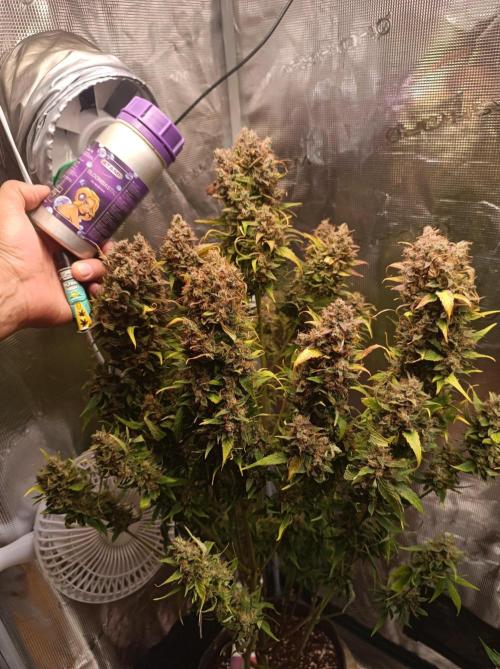 Blackberry Gas Auto🐒Gen. ATAMI Contest. Week 11