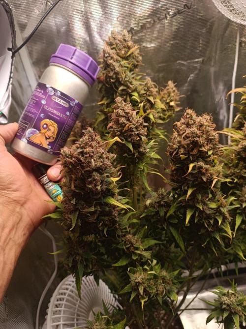 Blackberry Gas Auto🐒Gen. ATAMI Contest. Week 11