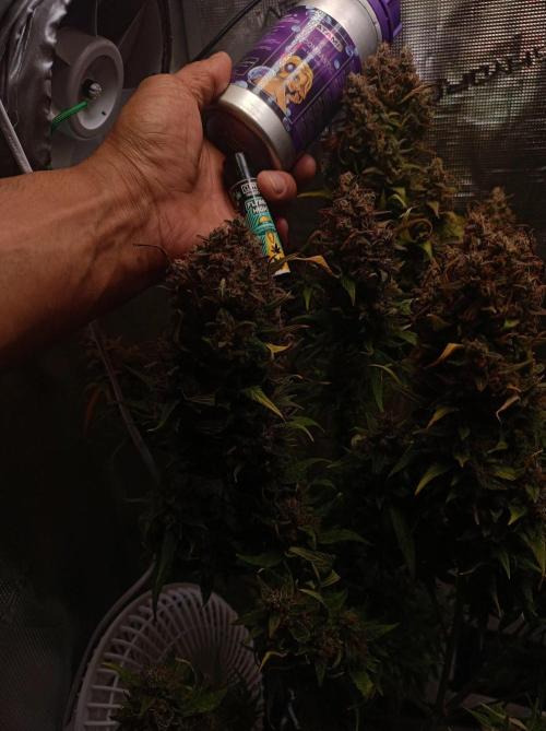 Blackberry Gas Auto🐒Gen. ATAMI Contest. Week 11