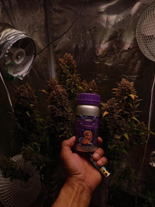 Blackberry Gas Auto🐒Gen. ATAMI Contest. Week 11