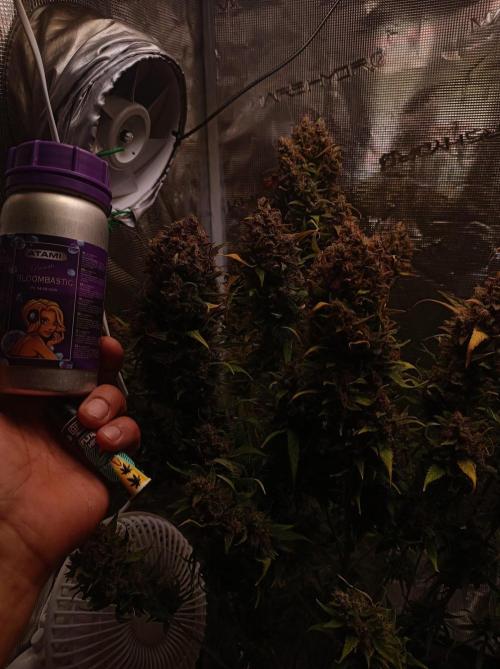Blackberry Gas Auto🐒Gen. ATAMI Contest. Week 11