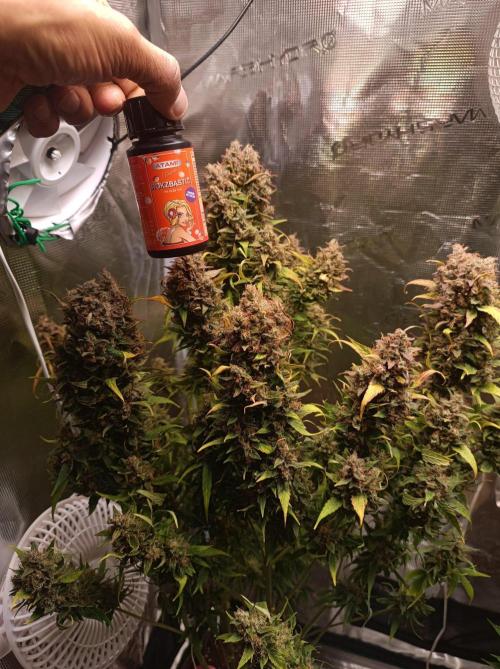 Blackberry Gas Auto🐒Gen. ATAMI Contest. Week 11