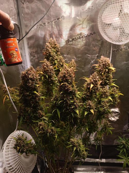 Blackberry Gas Auto🐒Gen. ATAMI Contest. Week 11