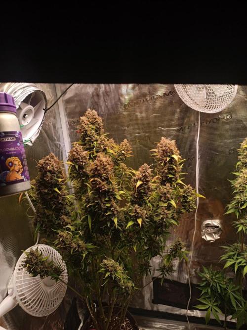 Blackberry Gas Auto🐒Gen. ATAMI Contest. Week 11