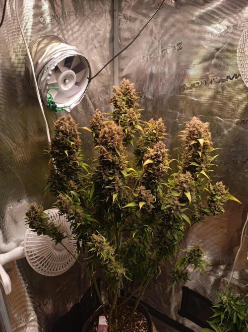 Blackberry Gas Auto🐒Gen. ATAMI Contest. Week 11