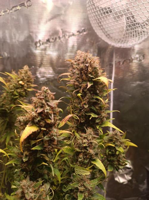 Blackberry Gas Auto🐒Gen. ATAMI Contest. Week 11