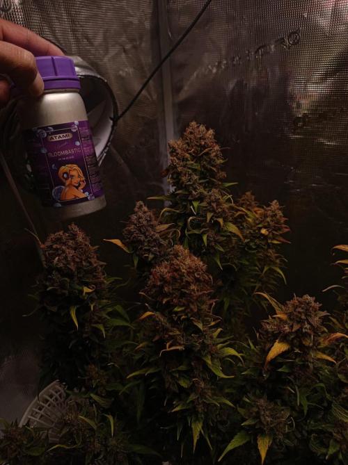 Blackberry Gas Auto🐒Gen. ATAMI Contest. Week 11