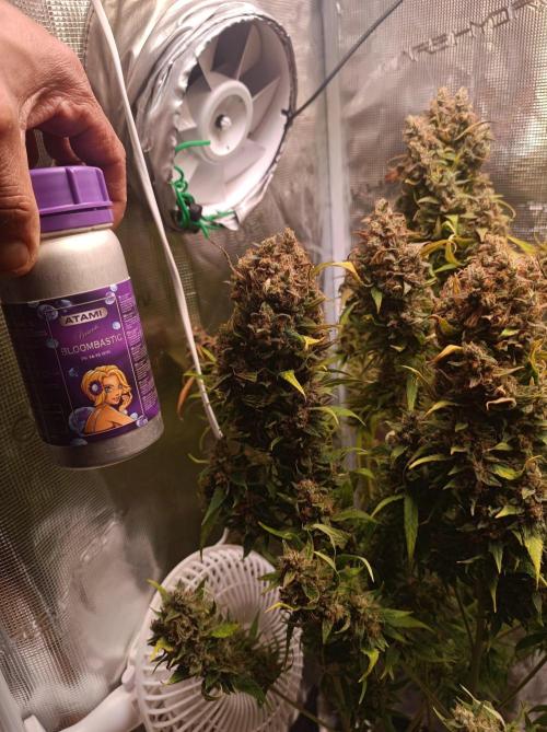 Blackberry Gas Auto🐒Gen. ATAMI Contest. Week 11