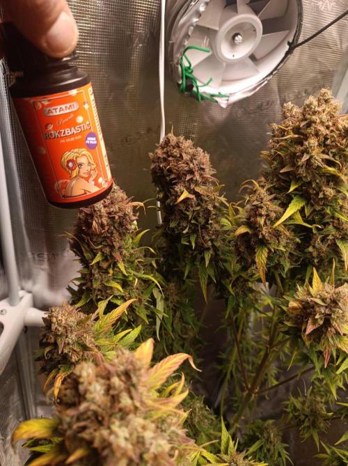 Blackberry Gas Auto🐒Gen. ATAMI Contest. Week 11