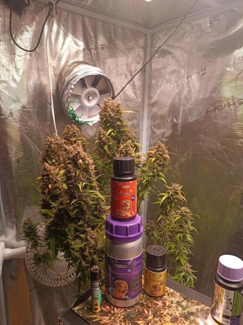 Blackberry Gas Auto🐒Gen. ATAMI Contest. Week 11