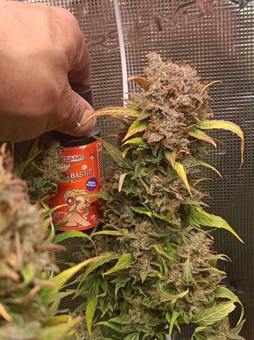 Blackberry Gas Auto🐒Gen. ATAMI Contest. Week 11