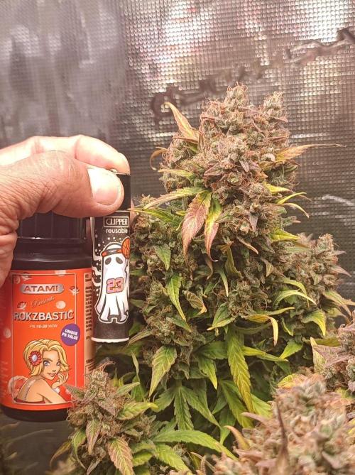 Blackberry Gas Auto🐒Gen. ATAMI Contest. Week 11