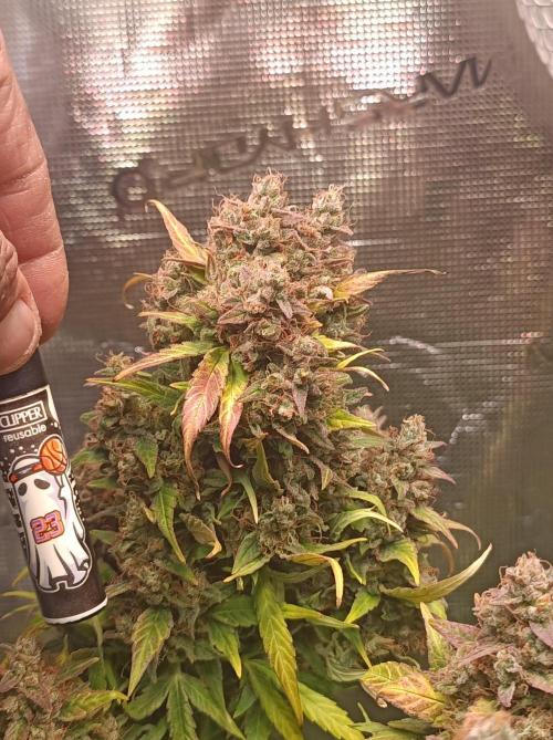 Blackberry Gas Auto🐒Gen. ATAMI Contest. Week 11