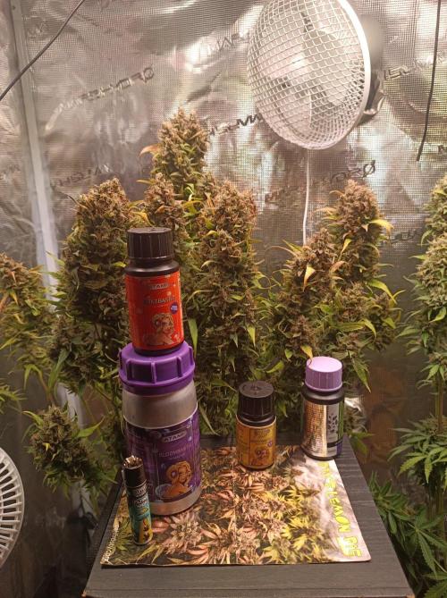 Blackberry Gas Auto🐒Gen. ATAMI Contest. Week 11