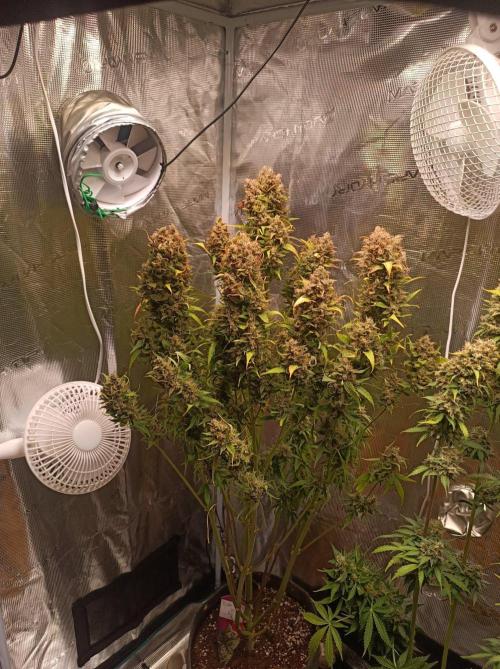 Blackberry Gas Auto🐒Gen. ATAMI Contest. Week 11