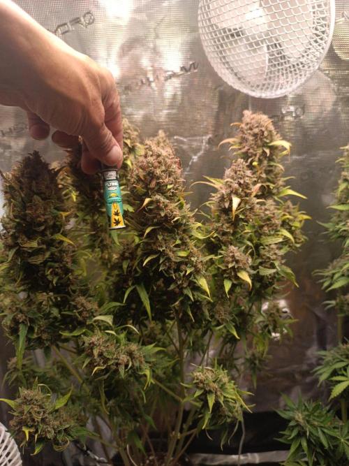 Blackberry Gas Auto🐒Gen. ATAMI Contest. Week 11