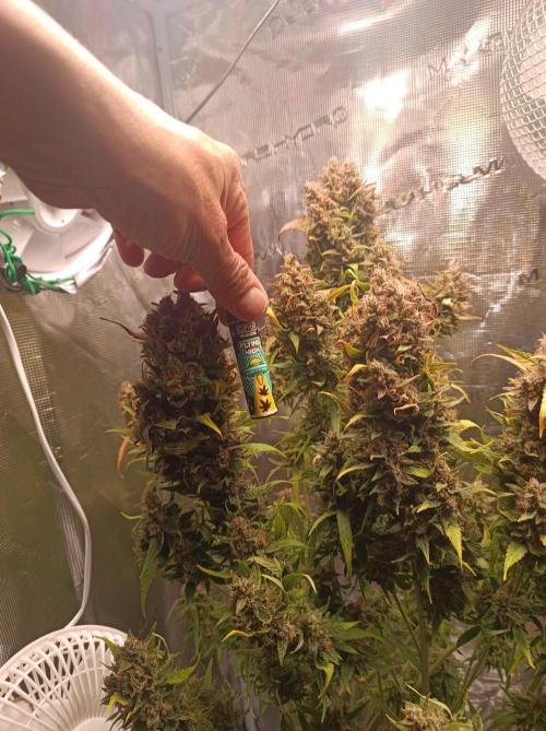 Blackberry Gas Auto🐒Gen. ATAMI Contest. Week 11