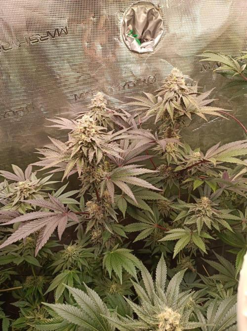 Cosmic Kiss ⭐💋. Week 10