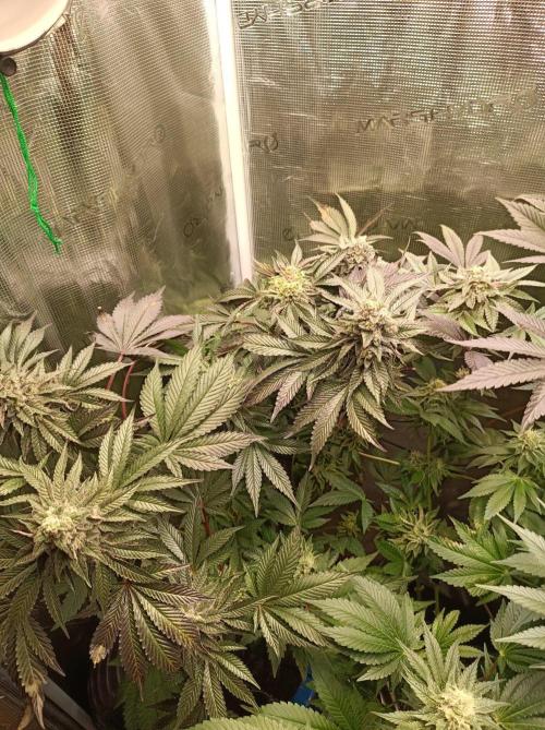 Cosmic Kiss ⭐💋. Week 10