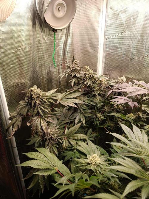 Cosmic Kiss ⭐💋. Week 10