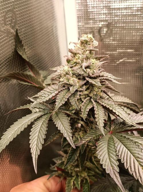 Cosmic Kiss ⭐💋. Week 10