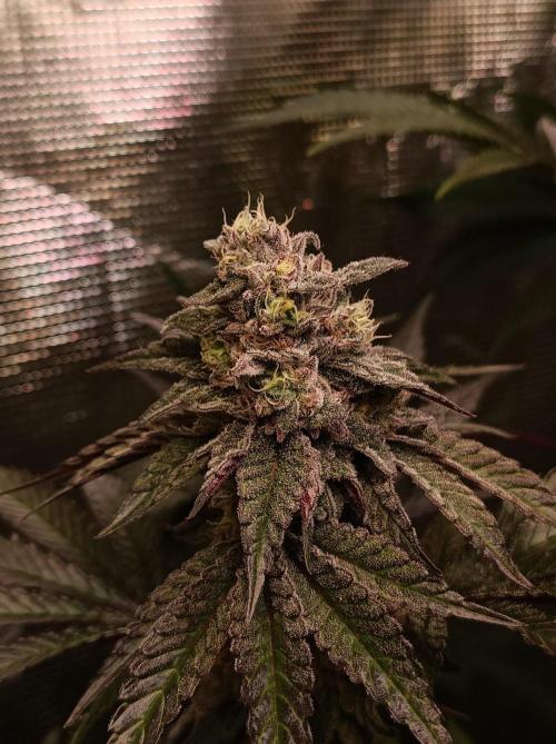 Cosmic Kiss ⭐💋. Week 10