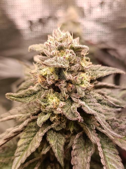 Cosmic Kiss ⭐💋. Week 10