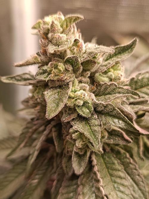 Cosmic Kiss ⭐💋. Week 10