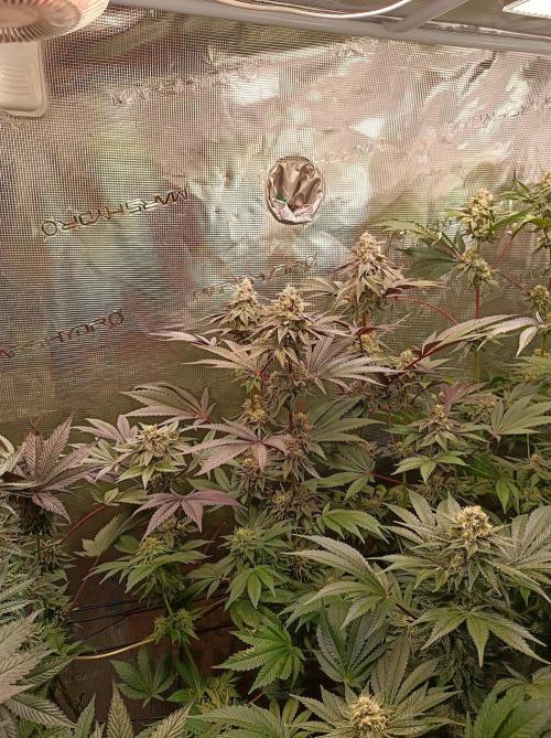 Cosmic Kiss ⭐💋. Week 10
