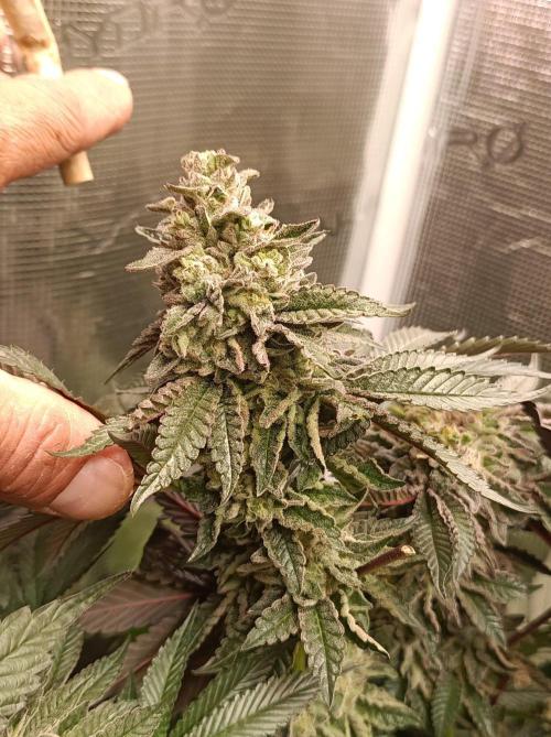 Cosmic Kiss ⭐💋. Week 10