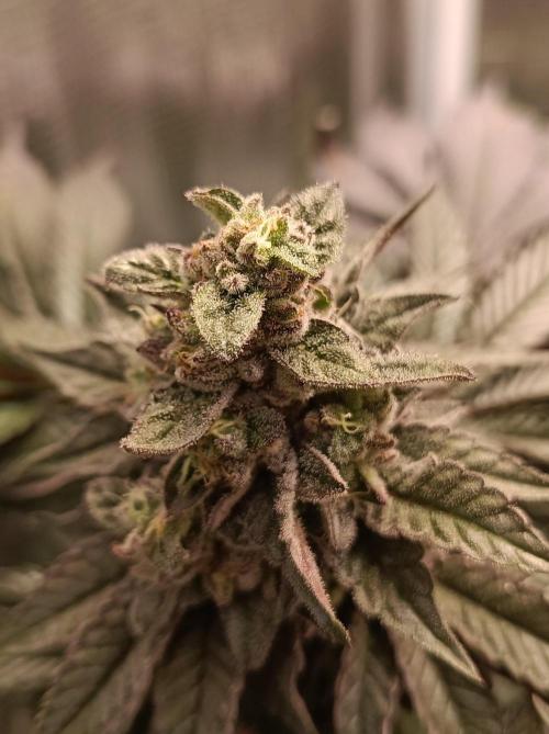 Cosmic Kiss ⭐💋. Week 10