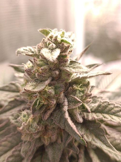 Cosmic Kiss ⭐💋. Week 10