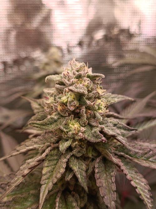 Cosmic Kiss ⭐💋. Week 10