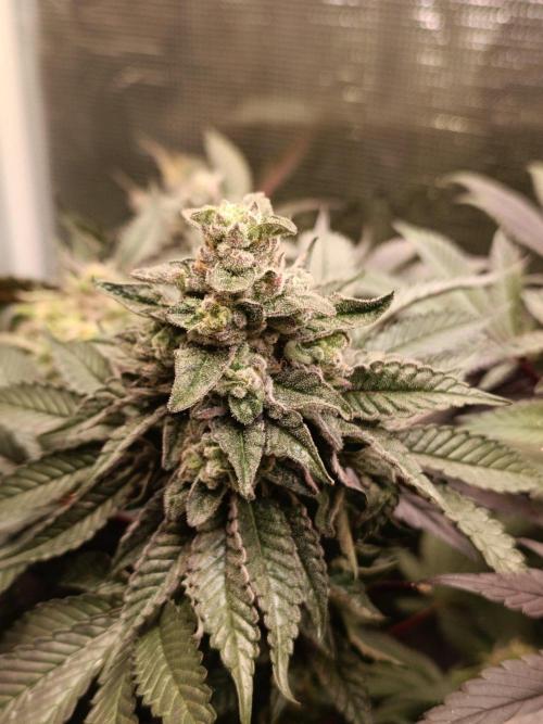 Cosmic Kiss ⭐💋. Week 10