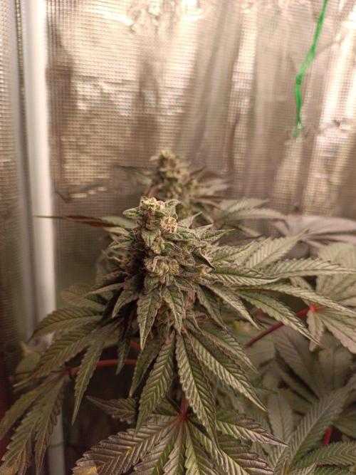 Cosmic Kiss ⭐💋. Week 10