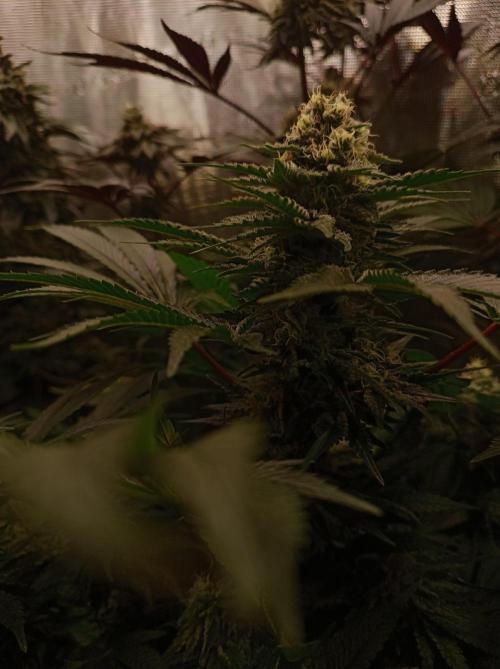 Honey Melon Kush 🍯🍉. Week 10