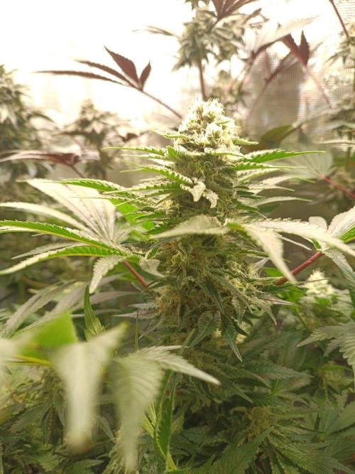 Honey Melon Kush 🍯🍉. Week 10