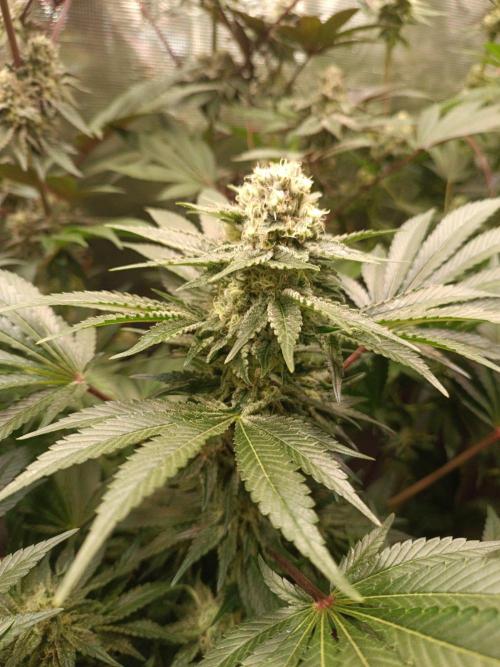Honey Melon Kush 🍯🍉. Week 10