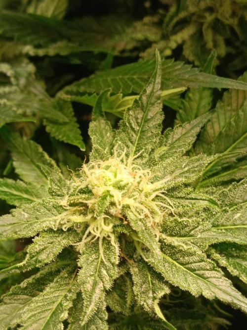 Honey Melon Kush 🍯🍉. Week 10