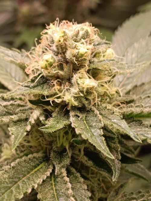Honey Melon Kush 🍯🍉. Week 10