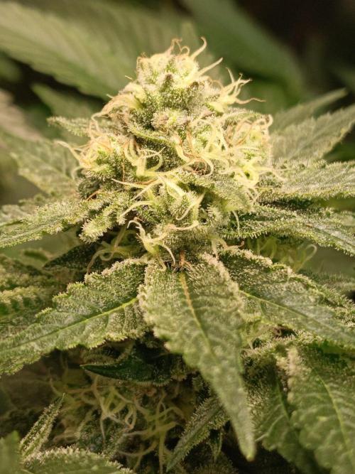 Honey Melon Kush 🍯🍉. Week 10